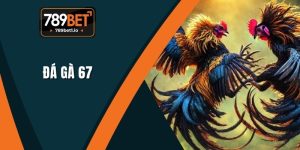 Đá Gà 67 Tại 789BET - Tổng Quan Và Luật Chơi Chi Tiết