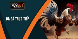 Đá Gà Trực Tiếp 789BET - Cơ Hội Khi Tham Gia Cá Cược